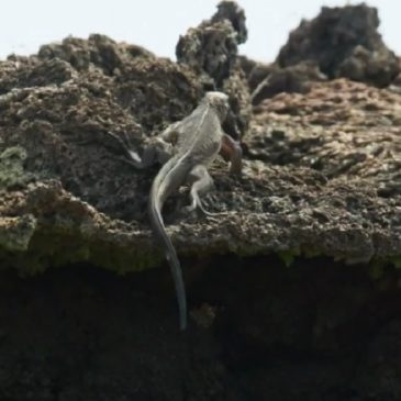 A Run of the Life on Galapagos Islands